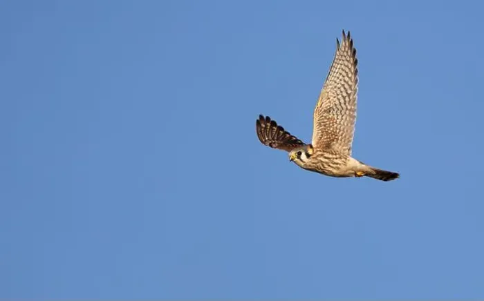 Framed Print : An american kestrel Falco sparverius flies looking for prey against a blue sky background Framed Print : An american kestrel Falco sparverius flies looking for prey against a blue sky background