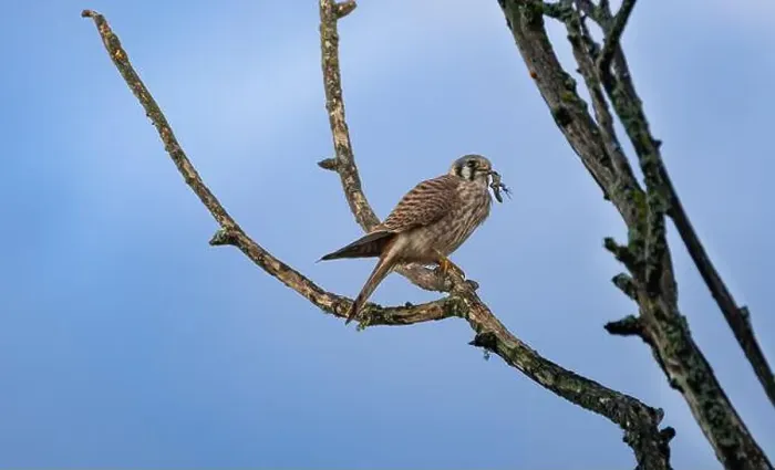 Framed Print : An american kestrel Falco sparverius perches on a branch eating a lizard it caught Framed Print : An american kestrel Falco sparverius perches on a branch eating a lizard it caught