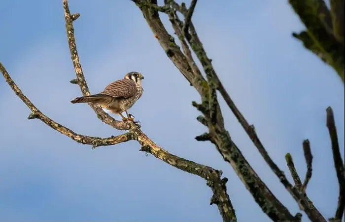 Framed Print : An american kestrel Falco sparverius perches on a branch eating a lizard it caught Framed Print : An american kestrel Falco sparverius perches on a branch eating a lizard it caught