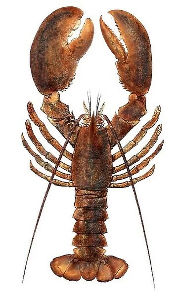 American lobster, from a specimen in Eastport, Maine, 1880s. Hand-colored woodcut
