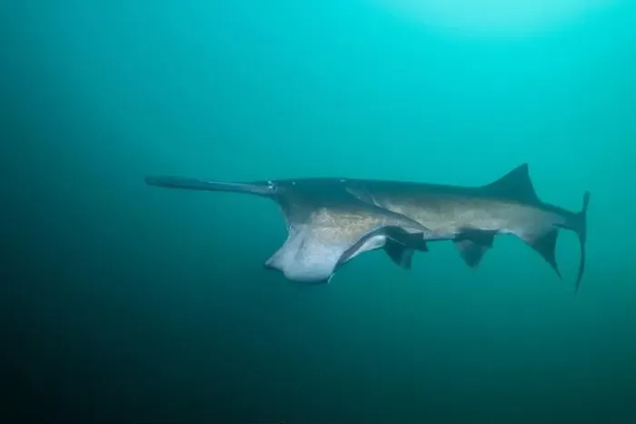 Framed Print : American paddlefish feeding on plankton in lake Framed Print : American paddlefish feeding on plankton in lake