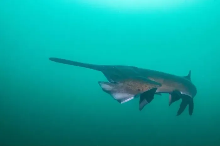 Framed Print : American paddlefish starting to open mouth Framed Print : American paddlefish starting to open mouth