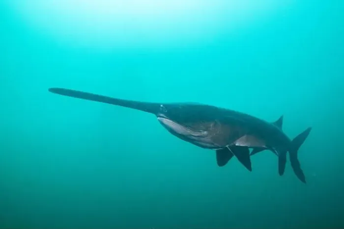Framed Print : American paddlefish swimming in blue lake with mouth closed