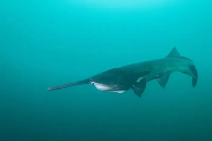 Framed Print : American paddlefish swimming in blue lake with mouth closed Framed Print : American paddlefish swimming in blue lake with mouth closed
