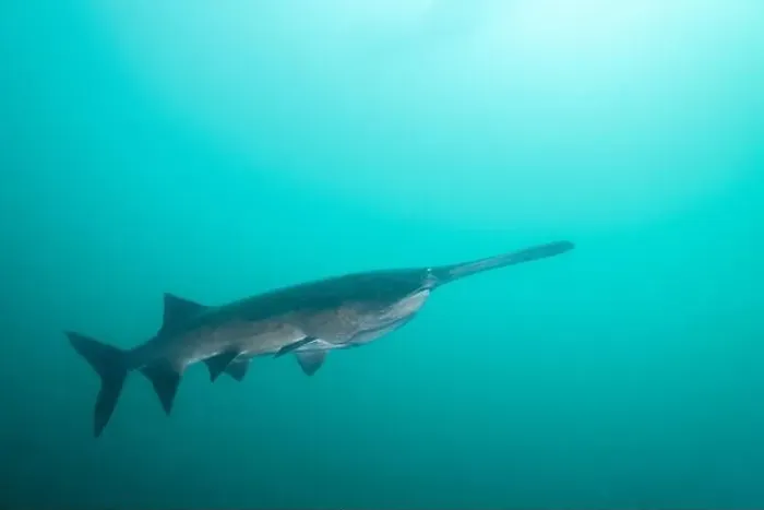 Framed Print : American paddlefish swimming in clear blue lake Framed Print : American paddlefish swimming in clear blue lake