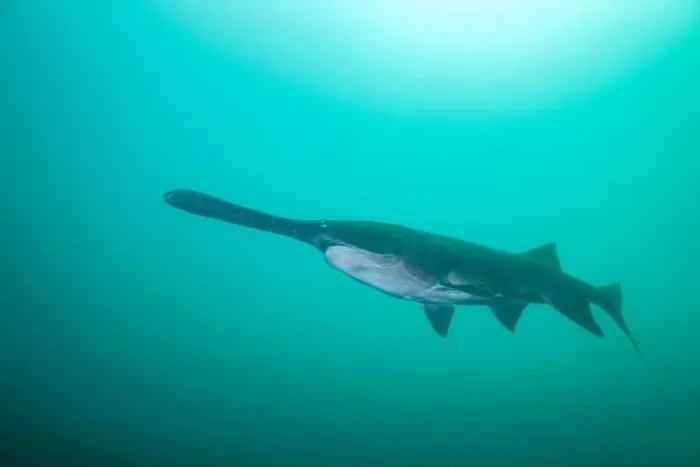 Framed Print : American paddlefish swimming in clear blue lake Framed Print : American paddlefish swimming in clear blue lake
