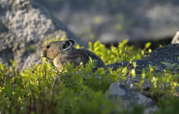Framed Print : American Pika (Ochotona princeps) feeding on dwarf huckleberries in late summer Framed Print : American Pika (Ochotona princeps) feeding on dwarf huckleberries in late summer