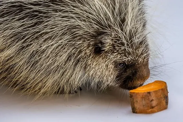 Framed Print : An American Porcupine in Tucson, Arizona Framed Print : An American Porcupine in Tucson, Arizona