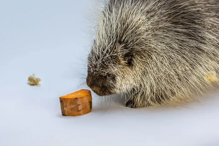Framed Print : An American Porcupine in Tucson, Arizona Framed Print : An American Porcupine in Tucson, Arizona