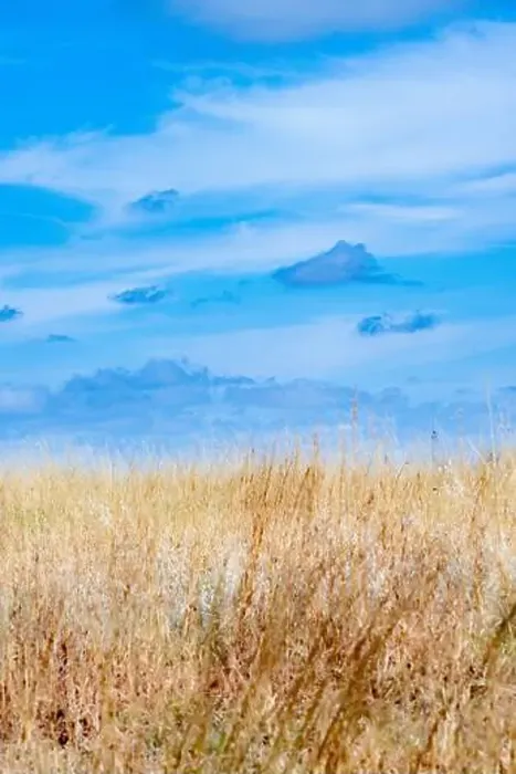 Framed Print : American prairie - USA Mountain West / midwest landscape in Colorado United States - tall grasses & blue sky Arsenal Framed Print : American prairie - USA Mountain West / midwest landscape in Colorado United States - tall grasses & blue sky Arsenal