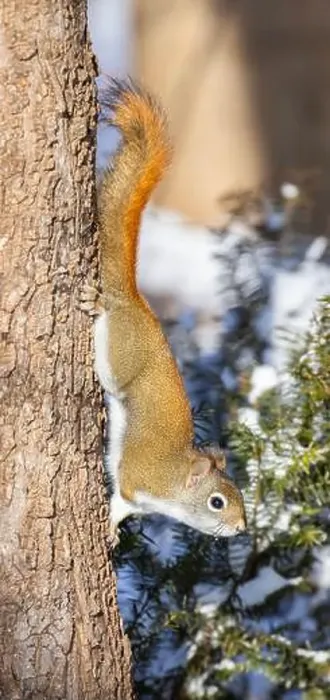 Framed Print : American red squirrel (Tamiasciurus hudsonicus) Framed Print : American red squirrel (Tamiasciurus hudsonicus)