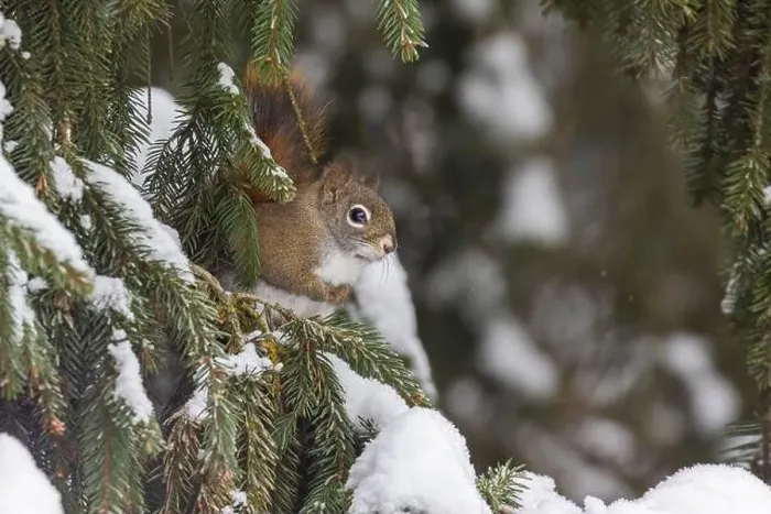 Framed Print : American red squirrel (Tamiasciurus hudsonicus) feeding in winter Framed Print : American red squirrel (Tamiasciurus hudsonicus) feeding in winter