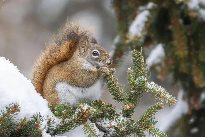Framed Print : American red squirrel (Tamiasciurus hudsonicus) feeding in winter Framed Print : American red squirrel (Tamiasciurus hudsonicus) feeding in winter