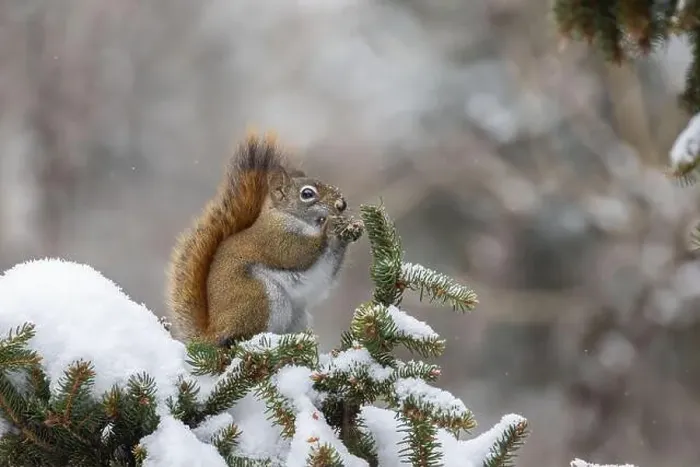 Framed Print : American red squirrel (Tamiasciurus hudsonicus) feeding in winter Framed Print : American red squirrel (Tamiasciurus hudsonicus) feeding in winter