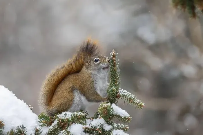 Framed Print : American red squirrel (Tamiasciurus hudsonicus) feeding in winter Framed Print : American red squirrel (Tamiasciurus hudsonicus) feeding in winter