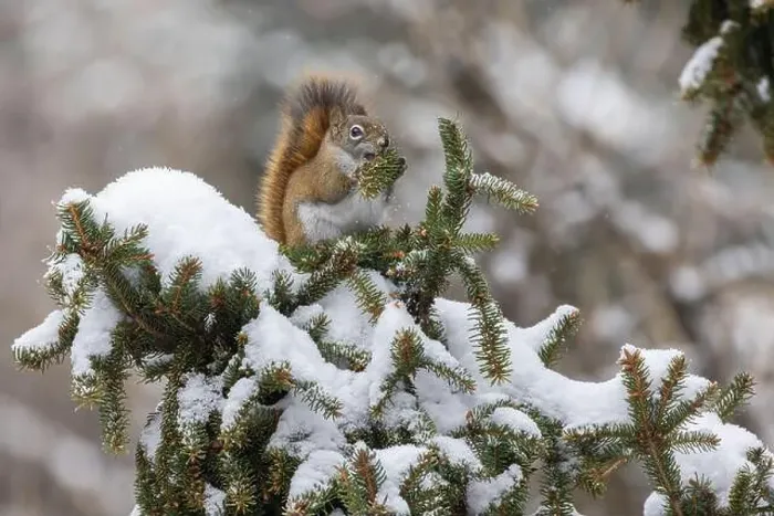 Framed Print : American red squirrel (Tamiasciurus hudsonicus) feeding in winter Framed Print : American red squirrel (Tamiasciurus hudsonicus) feeding in winter