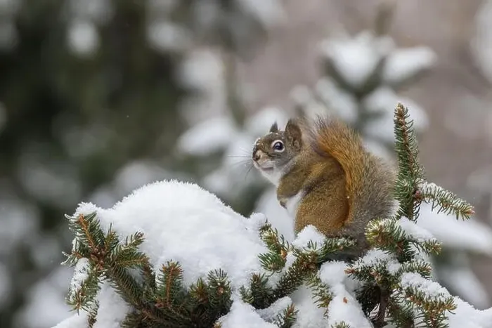 Framed Print : American red squirrel (Tamiasciurus hudsonicus) feeding in winter