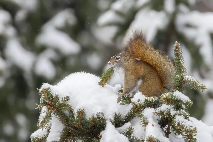 Framed Print : American red squirrel (Tamiasciurus hudsonicus) feeding in winter