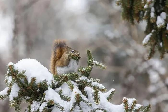 Framed Print : American red squirrel (Tamiasciurus hudsonicus) feeding in winter