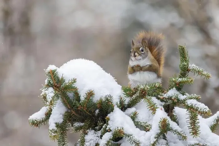 Framed Print : American red squirrel (Tamiasciurus hudsonicus) feeding in winter Framed Print : American red squirrel (Tamiasciurus hudsonicus) feeding in winter