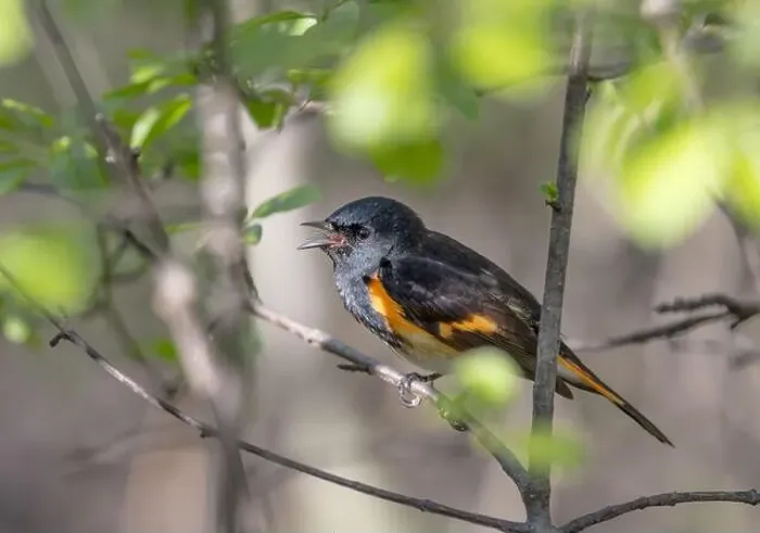 Framed Print : American Redstart perched on branch singing in spring in Ottawa, Canada Framed Print : American Redstart perched on branch singing in spring in Ottawa, Canada