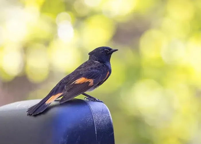 Framed Print : American Redstart perched on a car side mirror in spring in Ottawa, Canada Framed Print : American Redstart perched on a car side mirror in spring in Ottawa, Canada