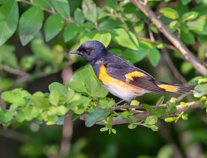 Framed Print : The American redstart (Setophaga ruticilla), Galveston, Texas, USA Framed Print : The American redstart (Setophaga ruticilla), Galveston, Texas, USA
