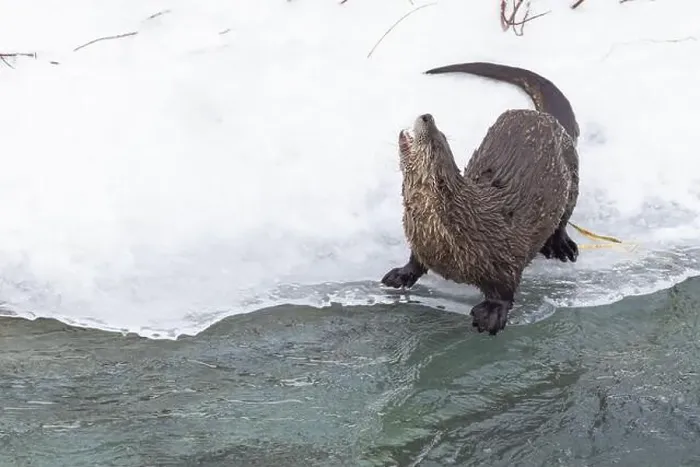Framed Print : American river otter (Lontra canadensis) in winter Framed Print : American river otter (Lontra canadensis) in winter