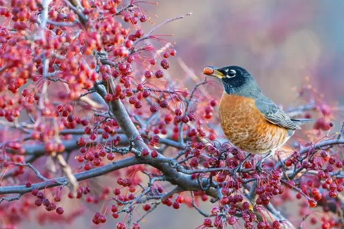 Framed Print : American robin eating berries Framed Print : American robin eating berries