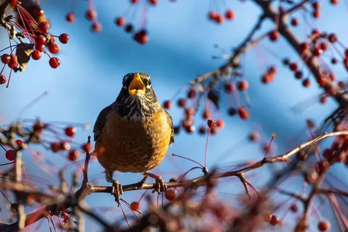 Framed Print : American robin eating berries Framed Print : American robin eating berries