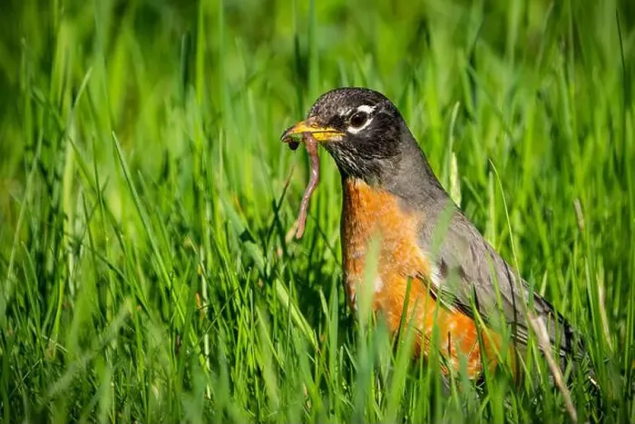 Framed Print : American Robin foraging for food in the grass Framed Print : American Robin foraging for food in the grass