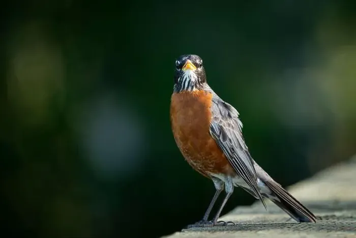 Framed Print : American Robin perched in a public park Framed Print : American Robin perched in a public park