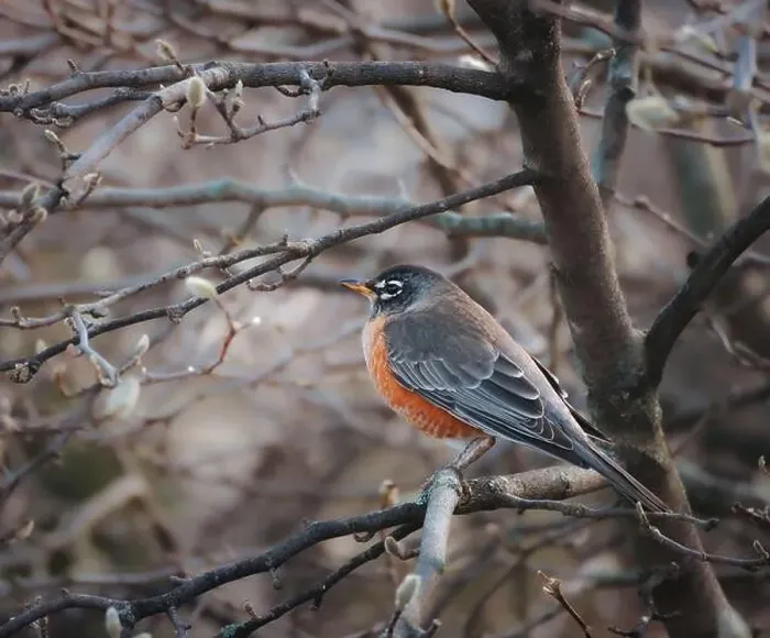 Framed Print : American robin perched on tree branch on spring day in Canada Framed Print : American robin perched on tree branch on spring day in Canada