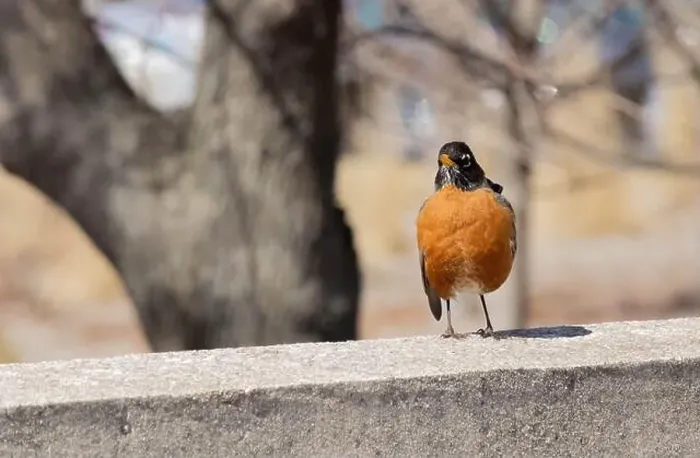 Framed Print : An American Robin sits atop a stone wall Framed Print : An American Robin sits atop a stone wall