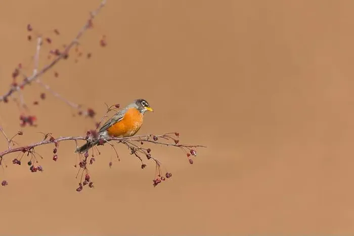 Framed Print : American robin Turdus migratorius, adult perched on branch, Montana, USA, March Framed Print : American robin Turdus migratorius, adult perched on branch, Montana, USA, March