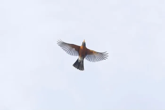 Framed Print : American robin Turdus migratorius, adult flying, Montana, USA, March Framed Print : American robin Turdus migratorius, adult flying, Montana, USA, March