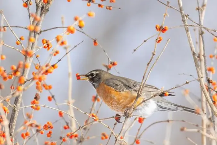 Framed Print : American robin (Turdus migratorius) eating berries in winter Framed Print : American robin (Turdus migratorius) eating berries in winter