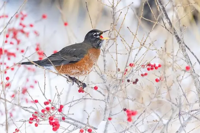 Framed Print : American robin (Turdus migratorius) eating berries in winter Framed Print : American robin (Turdus migratorius) eating berries in winter