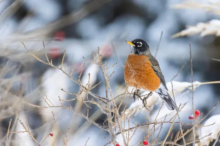 Framed Print : American robin (Turdus migratorius) eating berries in winter Framed Print : American robin (Turdus migratorius) eating berries in winter
