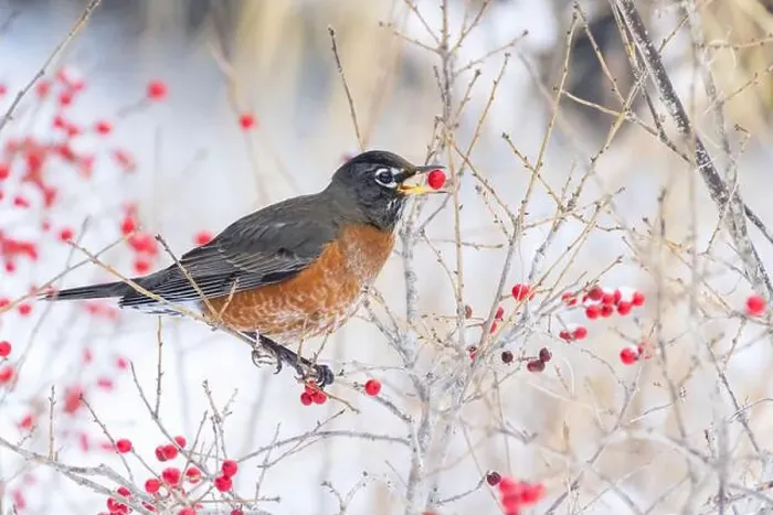 Framed Print : American robin (Turdus migratorius) eating berries in winter