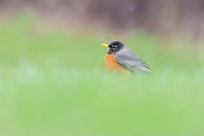 Framed Print : American robin (Turdus migratorius) in snowy spring day Framed Print : American robin (Turdus migratorius) in snowy spring day