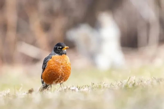 Framed Print : American robin (Turdus migratorius) in spring Framed Print : American robin (Turdus migratorius) in spring