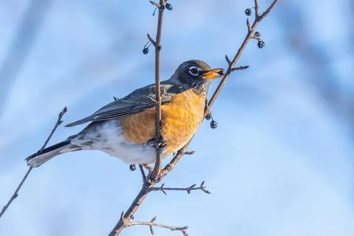 Framed Print : American robin (Turdus migratorius) in winter Framed Print : American robin (Turdus migratorius) in winter