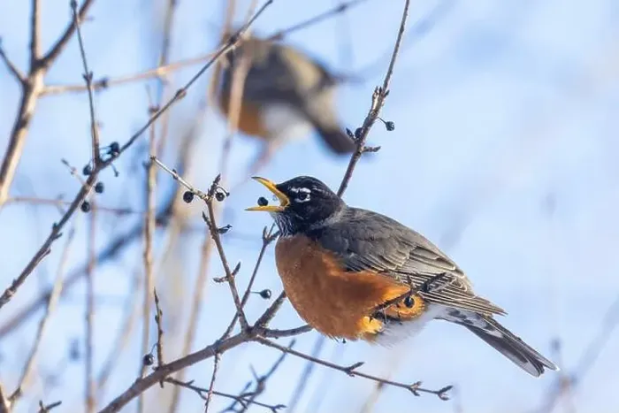 Framed Print : American robin (Turdus migratorius) in winter Framed Print : American robin (Turdus migratorius) in winter