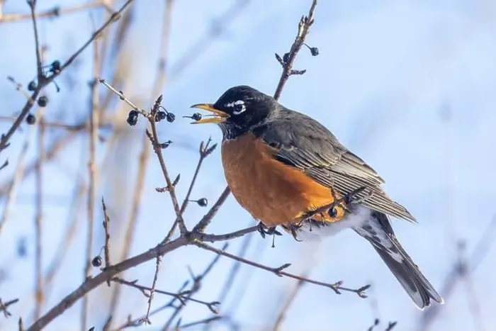 Framed Print : American robin (Turdus migratorius) in winter Framed Print : American robin (Turdus migratorius) in winter