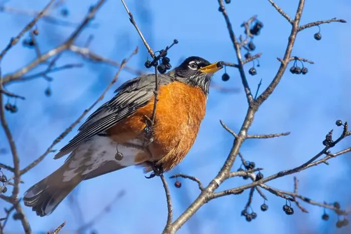 Framed Print : American robin (Turdus migratorius) in winter Framed Print : American robin (Turdus migratorius) in winter