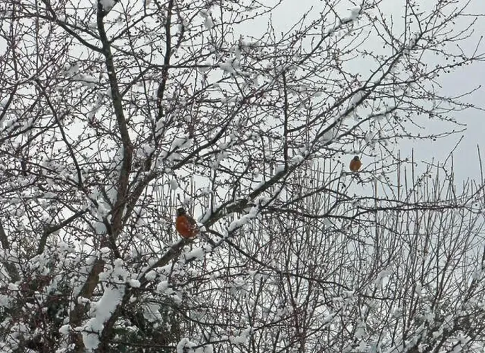 Framed Print : Two American Robins perched in a Crab Apple tree Framed Print : Two American Robins perched in a Crab Apple tree