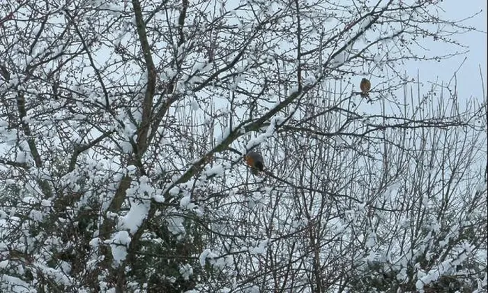 Framed Print : Two American Robins perched in a Crab Apple tree Framed Print : Two American Robins perched in a Crab Apple tree