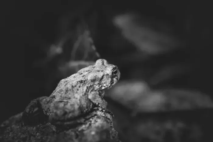 Framed Print : American Toad Looking Off Into the Distance Framed Print : American Toad Looking Off Into the Distance