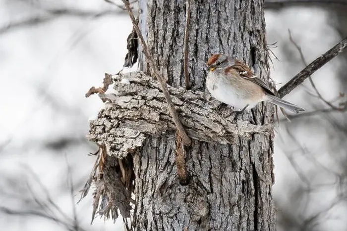 Framed Print : American Tree Sparrow perched in a tree near a bird feeder during winter Framed Print : American Tree Sparrow perched in a tree near a bird feeder during winter